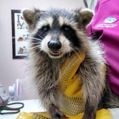 A raccoon is wrapped in a yellow towel, sitting on a table. Part of a person in a magenta shirt stands beside the raccoon, and framed pictures are visible on the wall in the background.