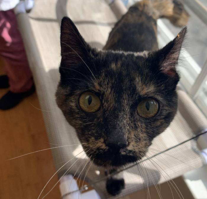 A close-up of a tortoiseshell cat with wide green eyes standing on a light-colored cat perch by a sunny window. The cat looks directly at the camera, with its face in sharp focus.