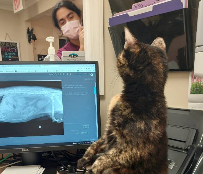 A tortoiseshell cat sits on a desk looking at a computer screen displaying an X-ray, while a person in a pink mask looks on from behind a glass partition.