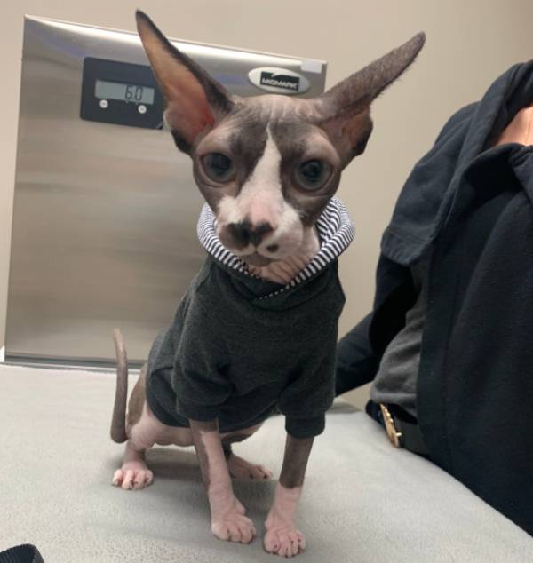 A hairless cat wearing a black and white striped sweater sits on a table next to a person in a black jacket, with a digital scale visible in the background.