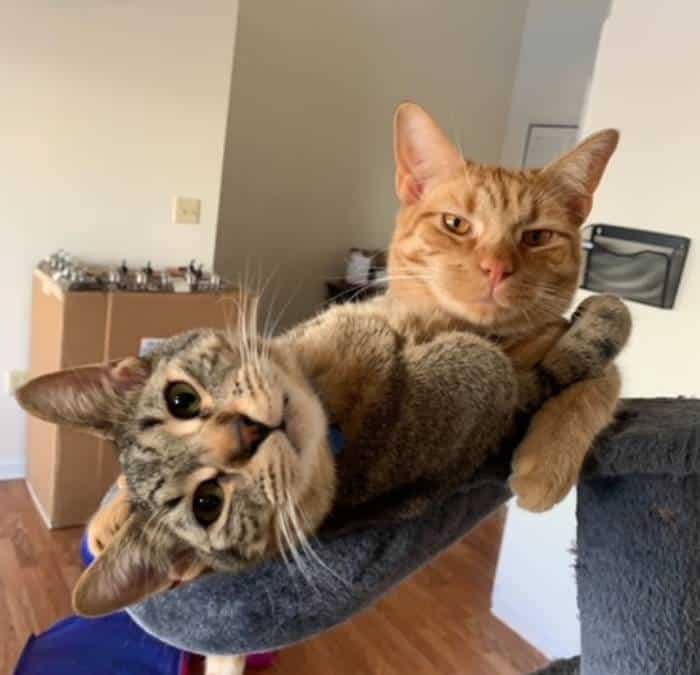 Two cats, one orange and one tabby, are cuddled closely together in a hammock-style cat bed, both looking at the camera with relaxed expressions in a cozy indoor setting.