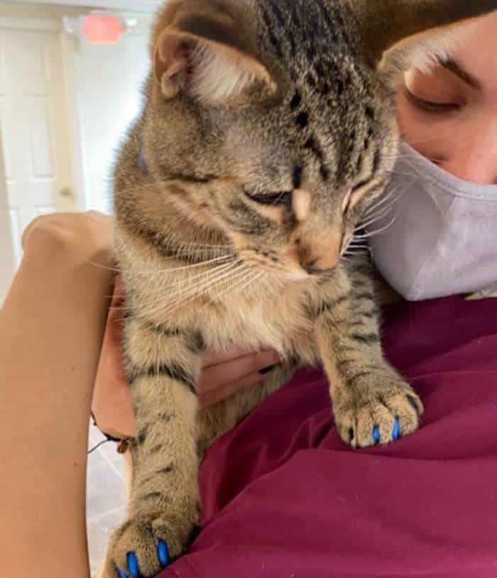 A person wearing a face mask holds a tabby cat with blue claw caps on its front paws. The cat looks down while being gently hugged.