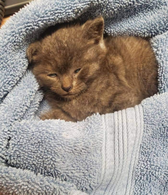 A small, fluffy brown kitten with half-closed eyes is nestled cozily in a soft, light blue towel.