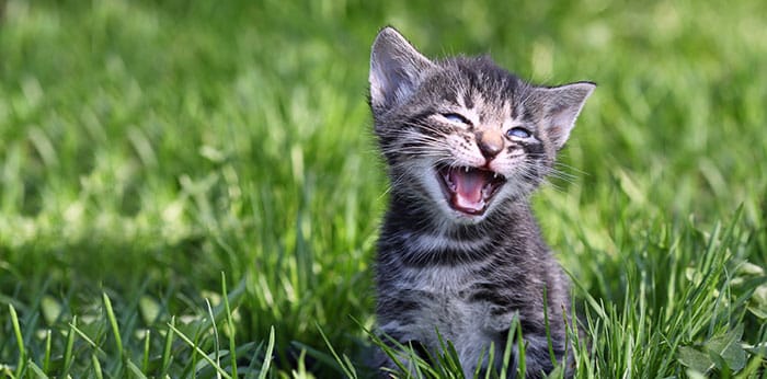 A small gray tabby kitten sits on green grass with its mouth open, appearing to be meowing or smiling, in bright outdoor sunlight.