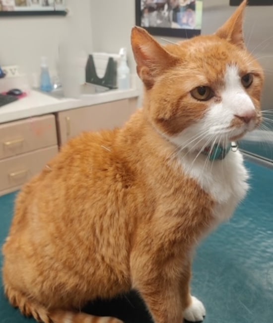 A ginger and white cat with a teal collar sits on a teal table in a veterinary clinic offering Veterinary Acupuncture Services in Rockaway, looking slightly to the side with a calm expression. Medical supplies and cabinets are visible in the background.