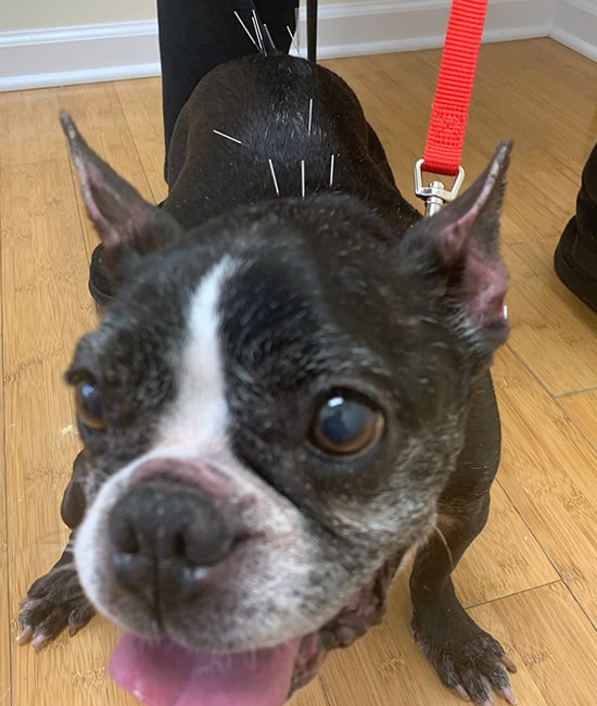 A small black and white dog with a red leash is receiving acupuncture from Veterinary Acupuncture Services in Rockaway, with several thin needles visible on its back while it stands on a wooden floor.