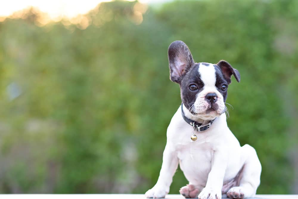 A small black and white French Bulldog puppy with one ear up and one ear down sits on a white surface, wearing a collar with a tag, against a blurred green background.