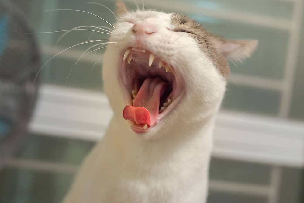 A close-up of a cat yawning with its mouth wide open, showing its teeth and tongue. The cat has white fur with patches of gray on its head, and the background is blurry.