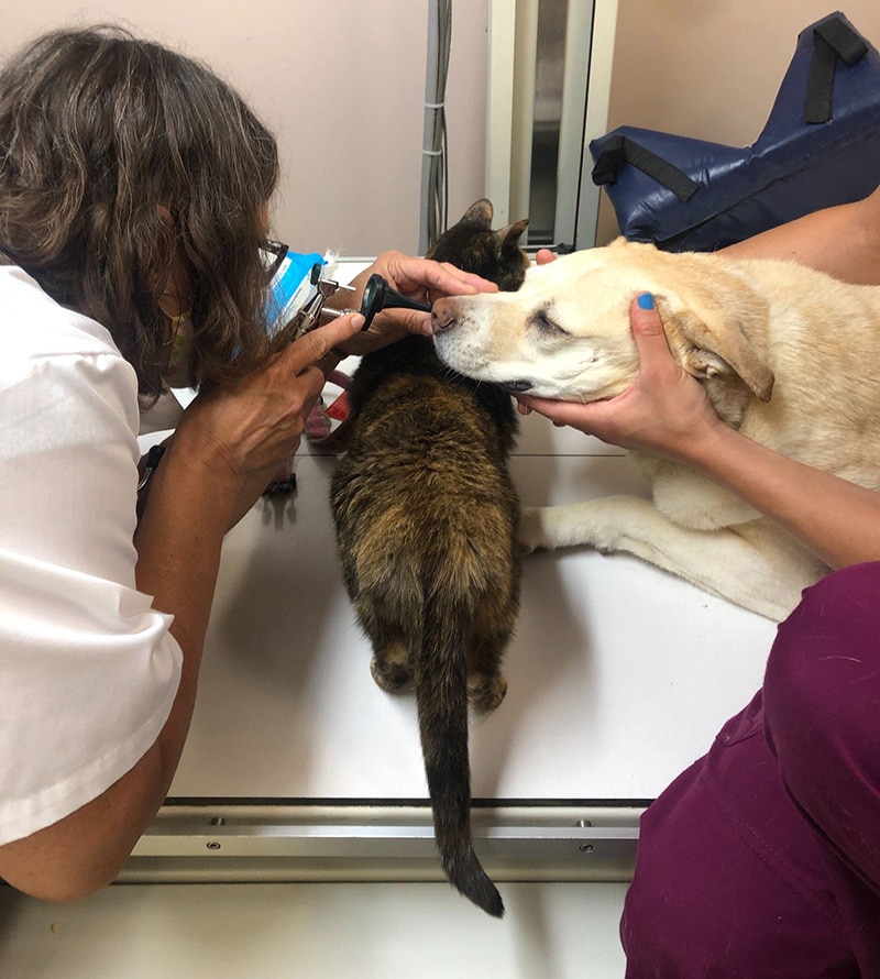 A veterinarian examines a cat and a dog on an exam table. The vet uses an instrument to check the cat, while two people gently hold both animals close to each other.