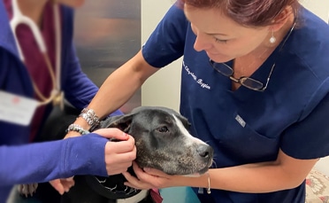 Two veterinary professionals examine a calm black and white dog, gently holding its head and ear, in a clinical setting. One wears a blue uniform with glasses on her collar.