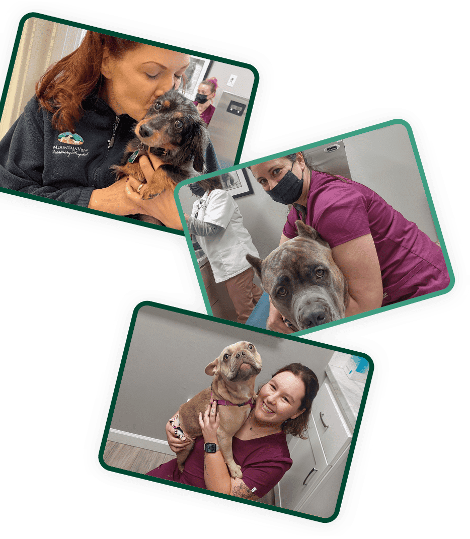 Three photos: A woman kisses a small black and brown dog; a woman wearing a mask hugs a large gray dog; another woman holds a happy brown and white dog in a veterinary clinic.