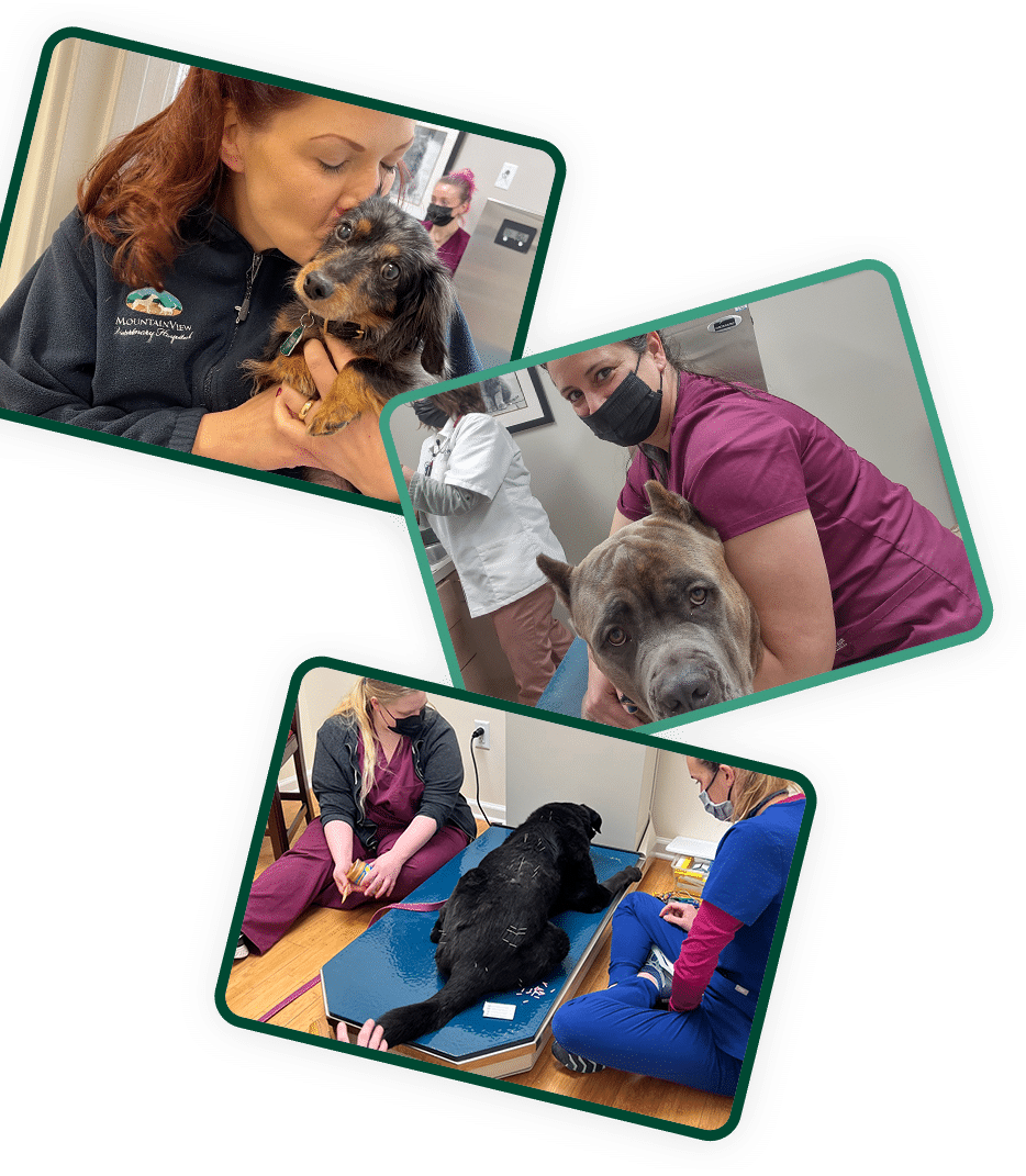 Three photos show veterinary staff caring for dogs: one cuddling a small brown puppy, one hugging a large gray dog, and two examining a black dog lying on a medical table. All staff wear scrubs and face masks.