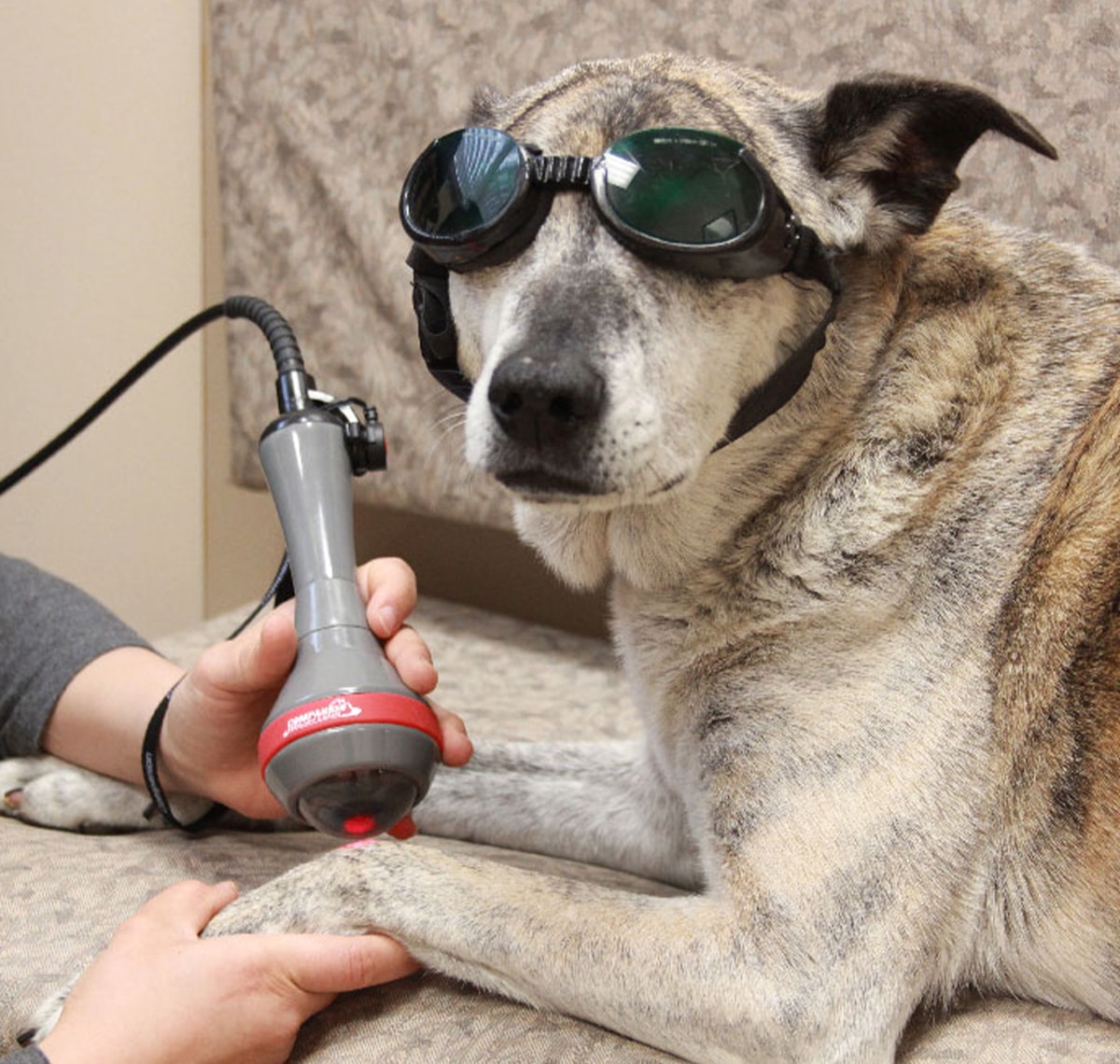 A dog wearing protective goggles lies on a couch while receiving Laser Therapy for Pets in Rockaway and Denville as a person uses a handheld laser device on its front paw.