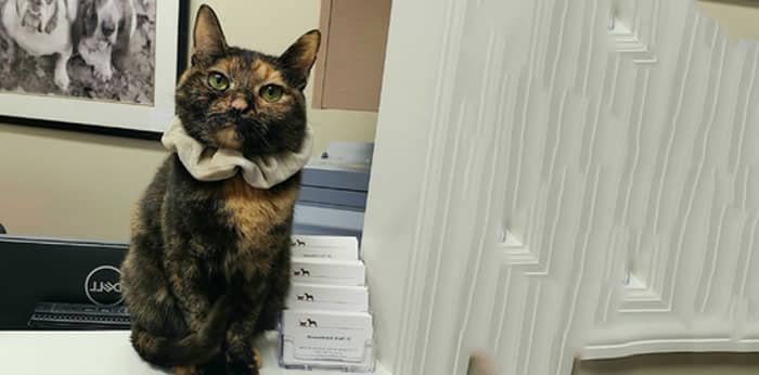 A tortoiseshell cat wearing a beige scrunchie around its neck sits on an office desk, with business cards and office equipment nearby. A black-and-white animal photo hangs on the wall in the background.