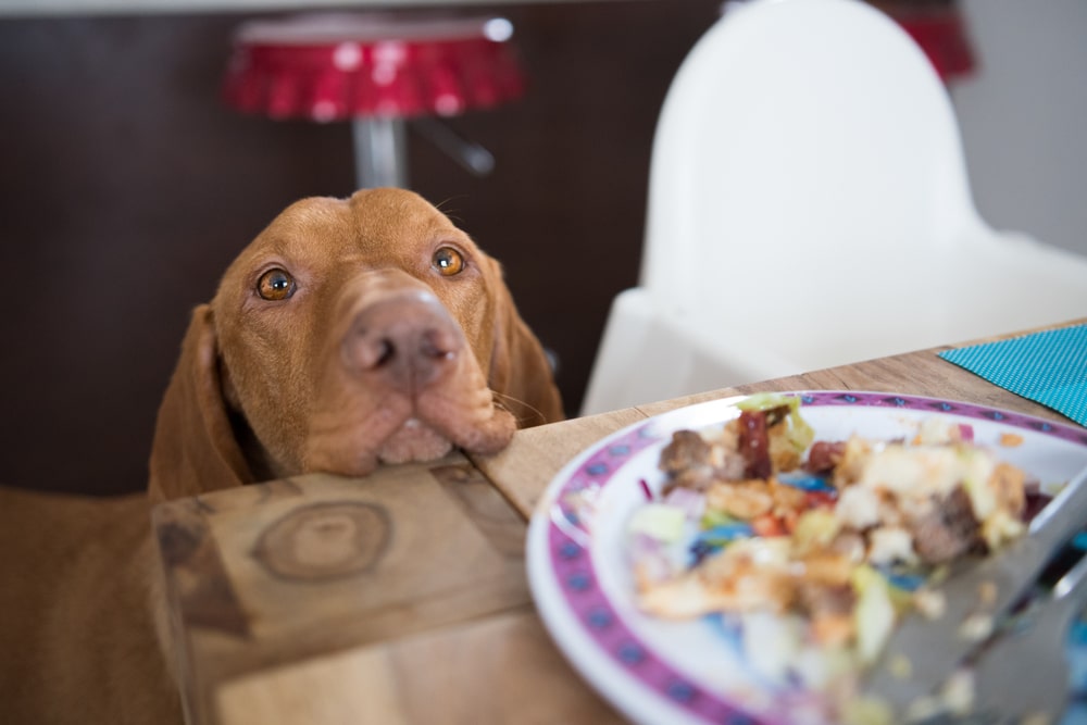 A brown dog rests its chin on a wooden table, gazing longingly at a colorful plate of leftover food in the foreground. A white chair and red stools are visible in the background.