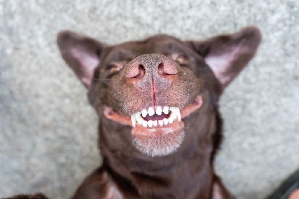 A close-up of a brown dog lying on its back, showing its teeth in a wide, playful grin with ears flopped to the sides against a gray textured background.