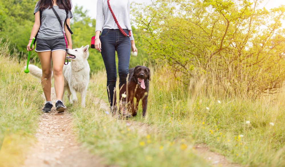 Two people are walking on a dirt path in a grassy, sunny area with two dogs—one white and one brown. The people are holding leashes, and trees and tall grass surround the trail.