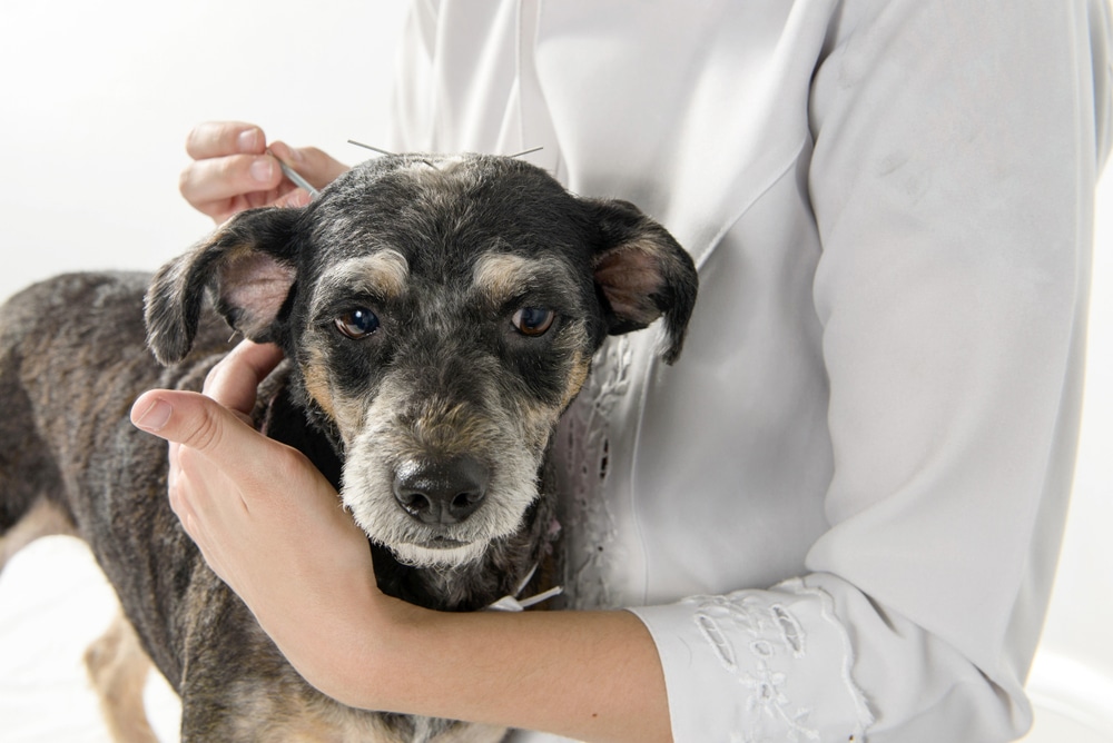 A person in a white shirt gently holds a black and gray dog while performing acupuncture with needles inserted into the dog's head. The dog looks calm and is facing the camera.