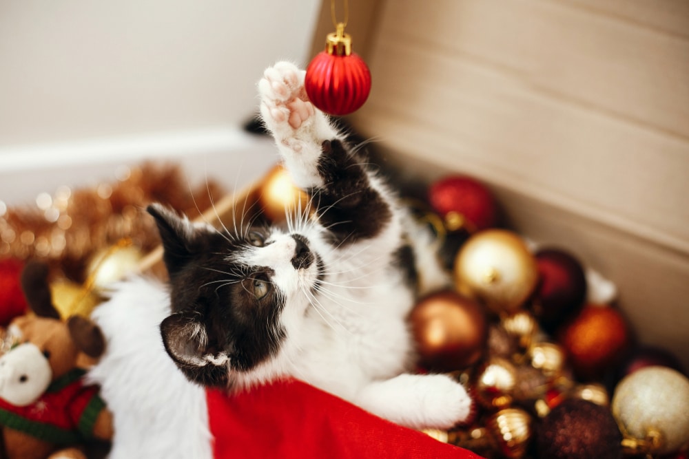 A black and white cat reaches up with its paw to touch a red Christmas ornament, surrounded by festive decorations and gold, red, and white baubles.