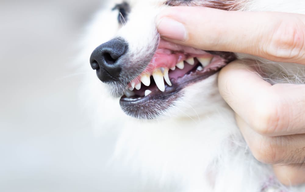 A close-up of a small white dog's mouth, with a person's hand gently lifting its lip to reveal clean teeth and gums.