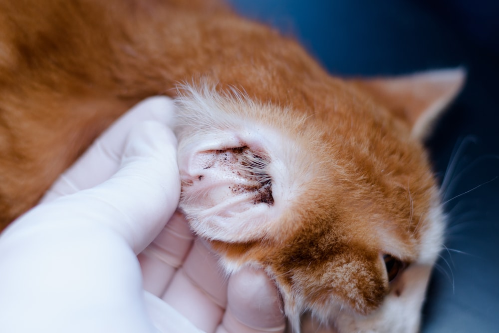 A gloved hand gently holds a cat’s head, revealing the inside of the cat’s ear, which appears to have a dark debris or infection, possibly ear mites, against the cat’s orange fur.