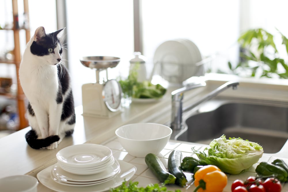 A black and white cat sits on a kitchen counter next to stacked dishes and a bowl, with fresh vegetables like lettuce, cucumbers, and peppers laid out nearby. A kitchen sink and bright window are in the background.