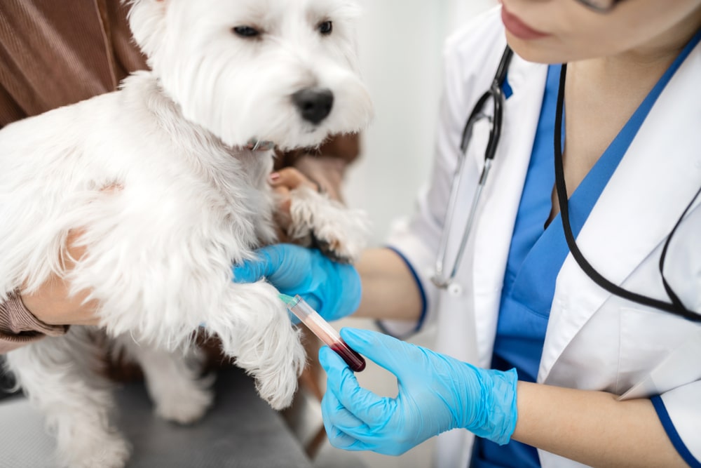 A veterinarian wearing blue gloves draws blood from a small white dog’s front leg while another person holds the dog gently. The veterinarian’s stethoscope is visible around their neck.