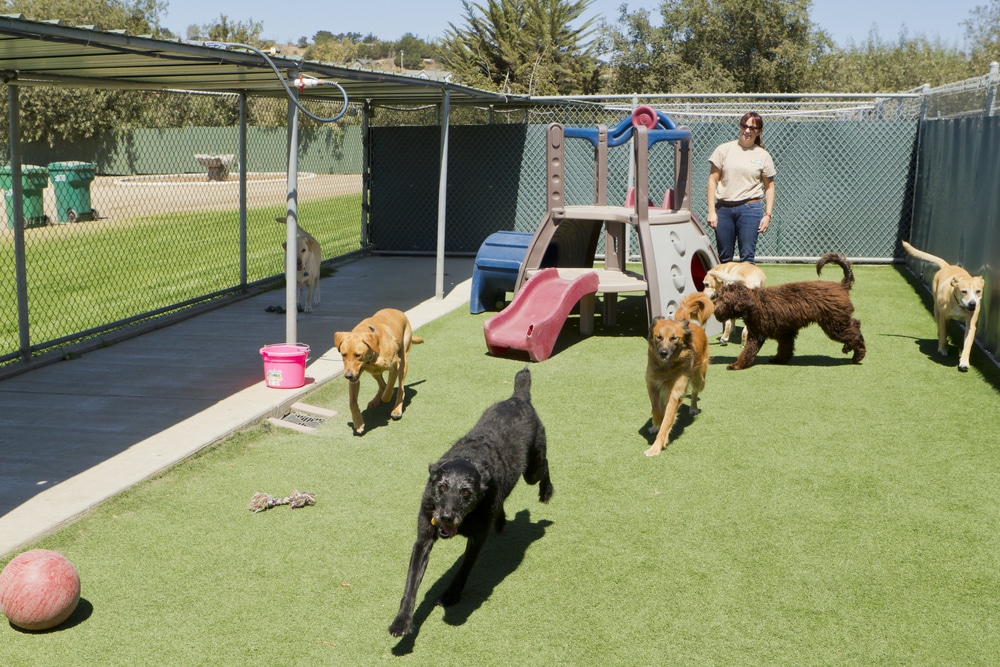A group of dogs run and play on artificial grass near a play structure in a fenced outdoor area, with a woman supervising in the background. A red ball lies on the ground in the foreground.