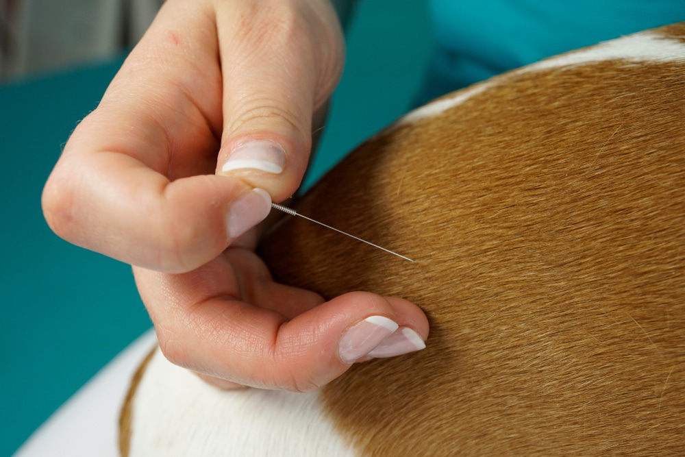 A close-up of a hand inserting an acupuncture needle into the brown and white fur of an animal, possibly a dog, suggesting veterinary acupuncture treatment.