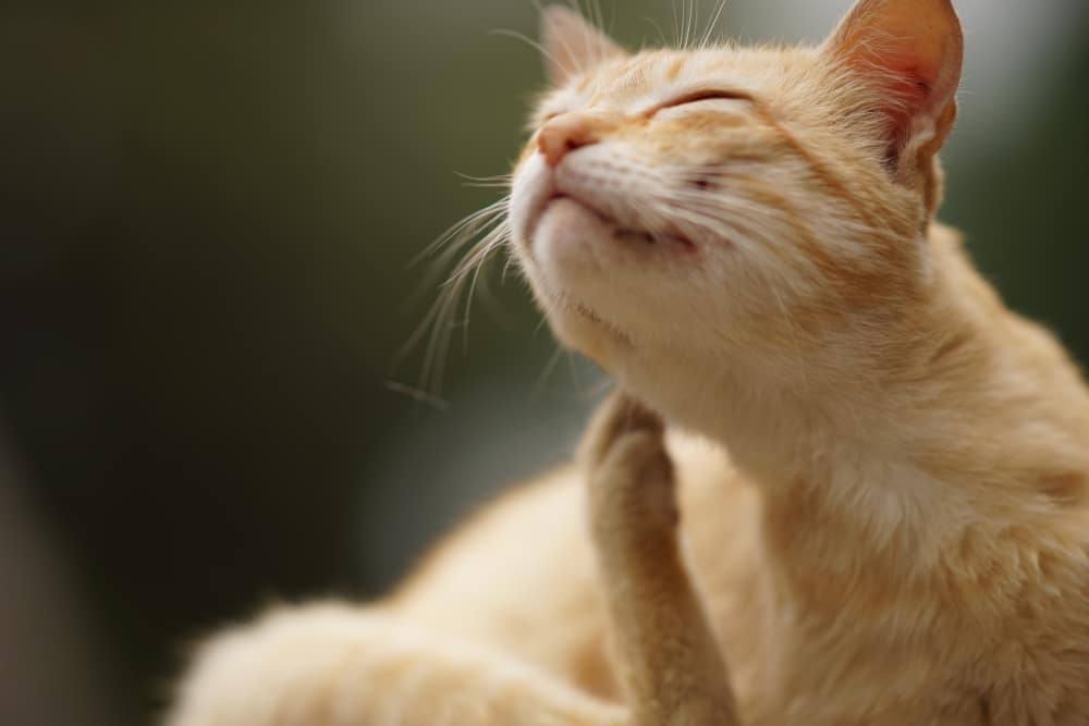 A close-up of an orange cat with closed eyes, looking content while scratching its chin with its hind leg. The background is blurry and dark, drawing focus to the cat’s relaxed expression.