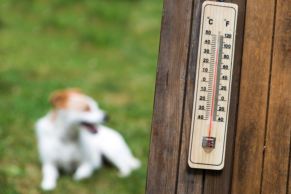 A thermometer showing around 30°C is mounted on a wooden surface, with a blurred dog lying on green grass in the background.