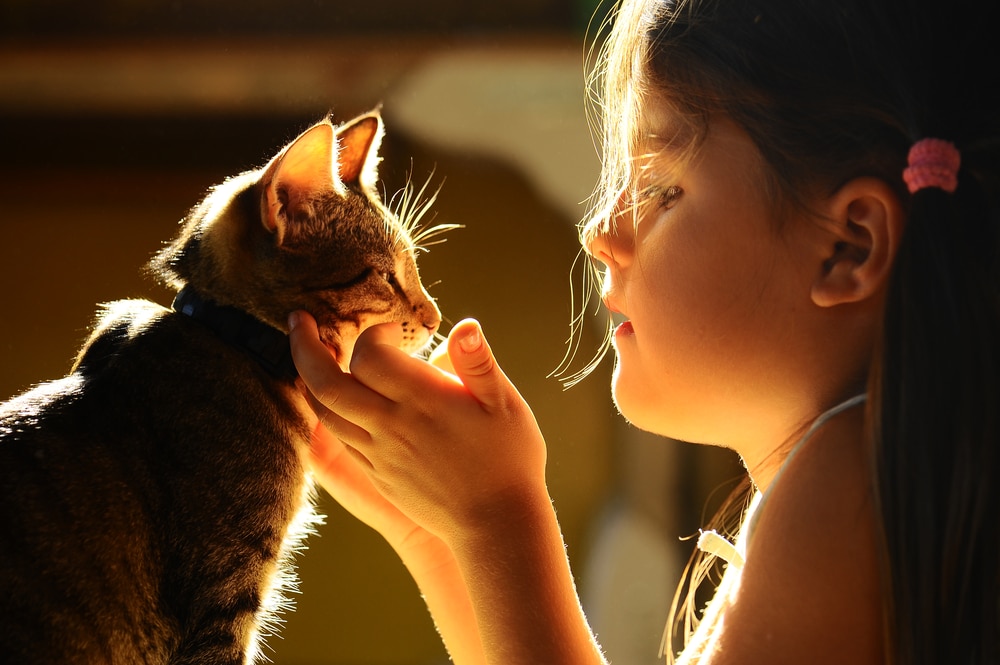A young girl gently holding and looking at a tabby cat’s face in warm, golden sunlight, with both appearing calm and affectionate.