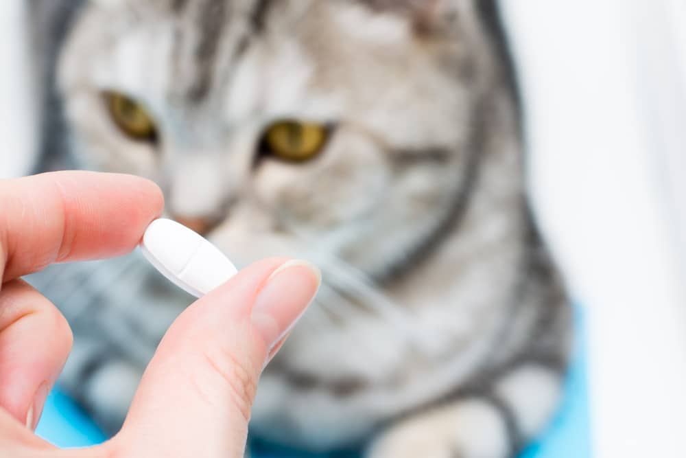 A person holds a white pill in front of a gray tabby cat with yellow eyes, which is looking at the pill. The background is softly blurred.