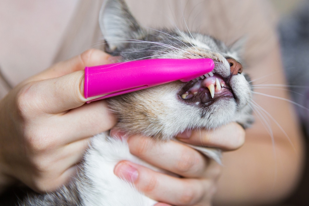 A person uses a pink finger toothbrush to clean a cat’s teeth, gently holding the cat’s head while brushing its upper gums and teeth.