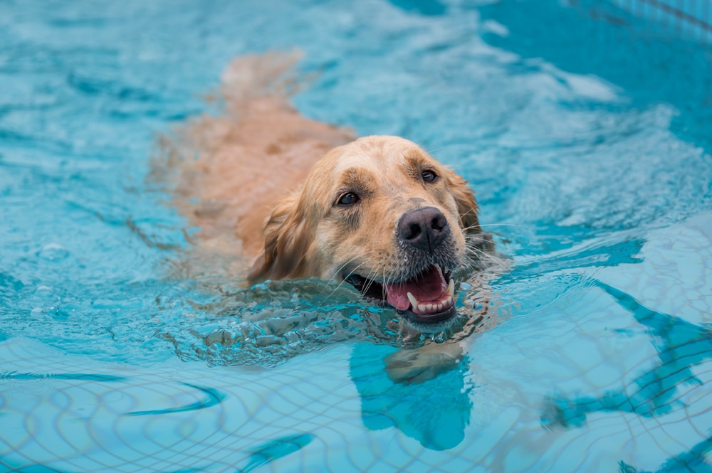 A golden retriever swims in a clear blue pool, looking happy with its mouth slightly open and ears wet.