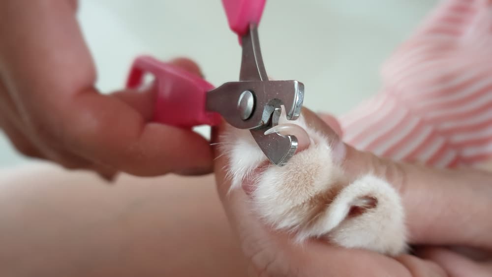 A close-up of a person's hands using pink nail clippers to trim a cat's claw. The cat's paw is gently held, showing soft fur and the extended claw being clipped.
