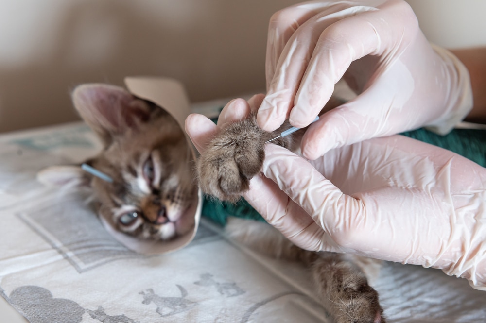 A person wearing gloves trims a kitten’s claw. The kitten is lying on its side, wearing a protective cone around its neck.