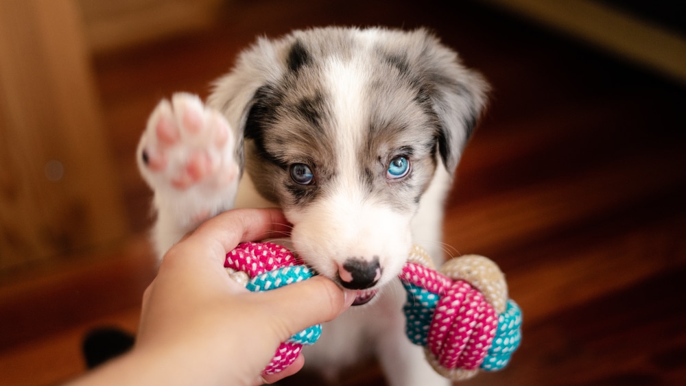A playful puppy with blue eyes bites a colorful rope toy held by a person’s hand, raising one paw as it plays indoors on a wooden floor.