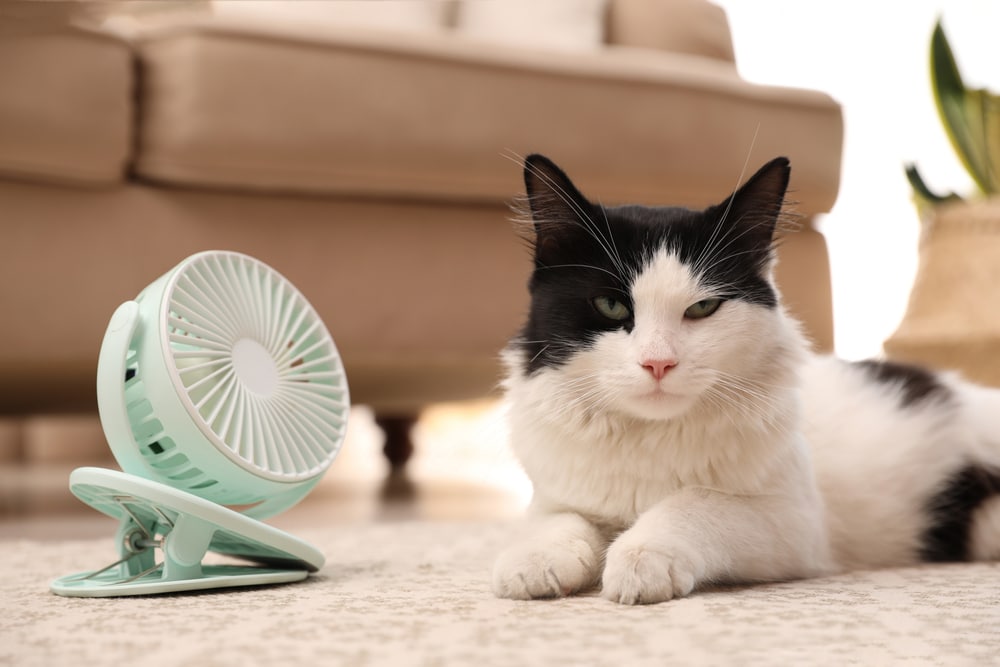 A black and white cat lies on a carpet in a living room, looking relaxed. Next to the cat is a small, green portable fan facing it. A beige sofa and some plants are visible in the background.