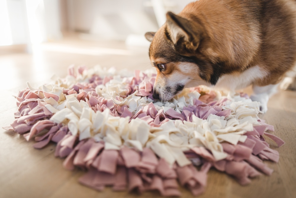 A brown and white corgi sniffs at a round, pink and cream-colored snuffle mat on a wooden floor, searching for treats hidden among the fabric strips.