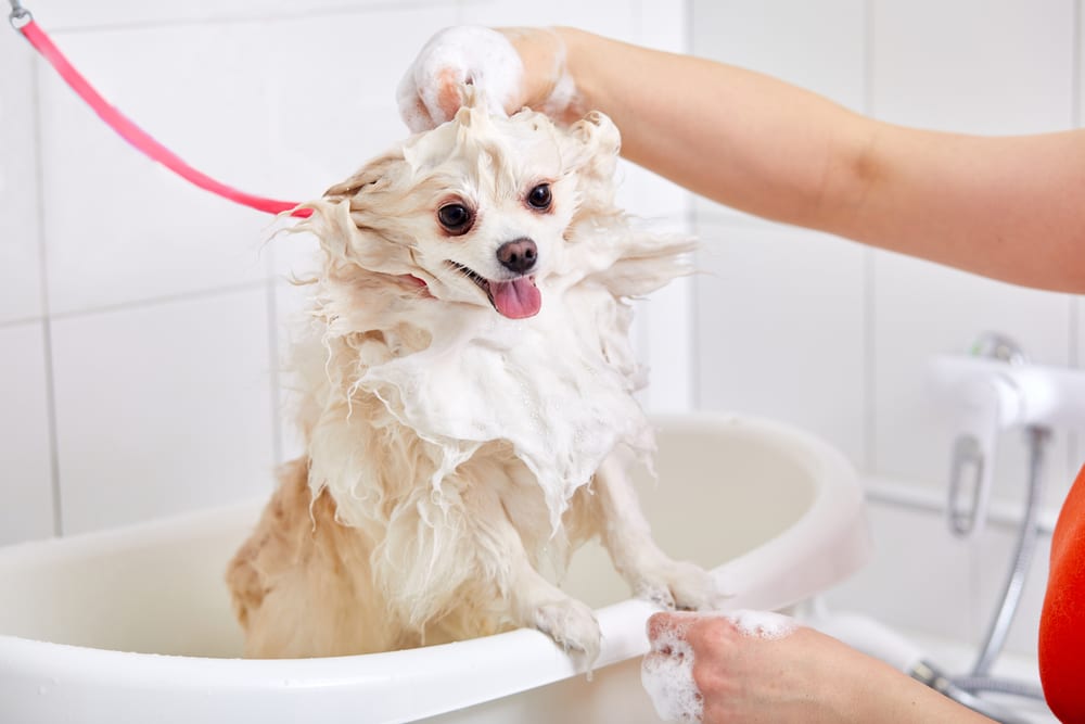 A small, fluffy dog with light fur is standing in a bathtub, covered in soap suds. Someone is washing the dog, whose tongue is out and looks happy. The scene is in a tiled bathroom.