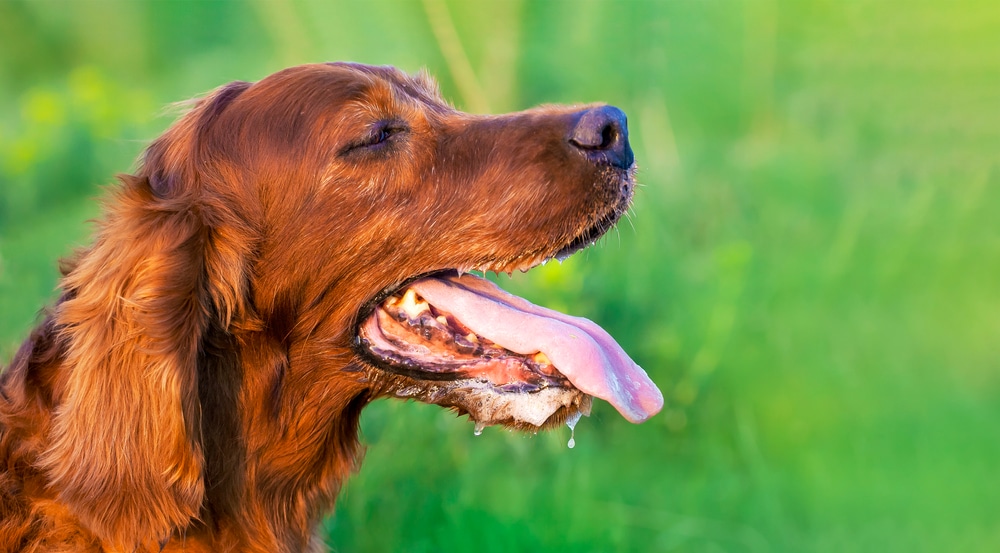 A close-up of a brown dog with long fur, mouth open, tongue out, and eyes closed, standing outdoors on a bright green, blurred background.
