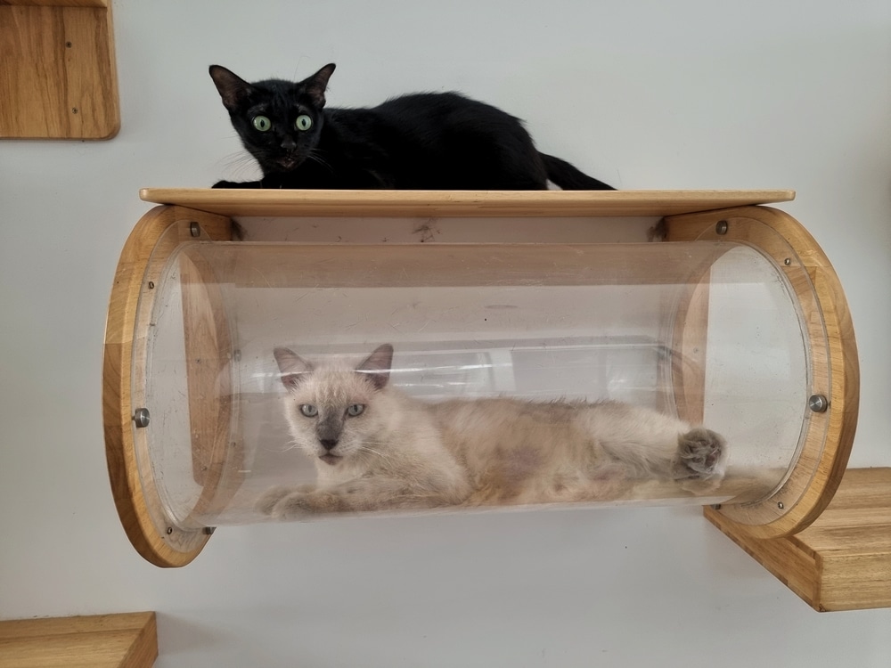 A black cat with green eyes lies on top of a wooden shelf, while a light-colored cat with blue eyes lounges inside a transparent tube beneath the shelf, both against a white wall.