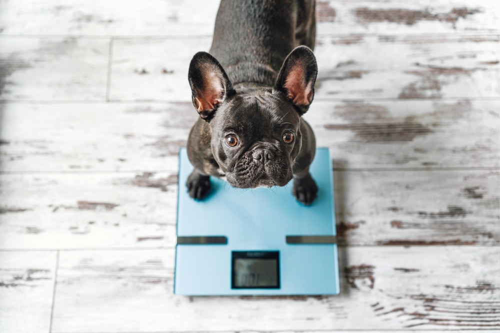 A black French Bulldog standing on a blue digital scale, looking up at the camera on a white wooden floor.
