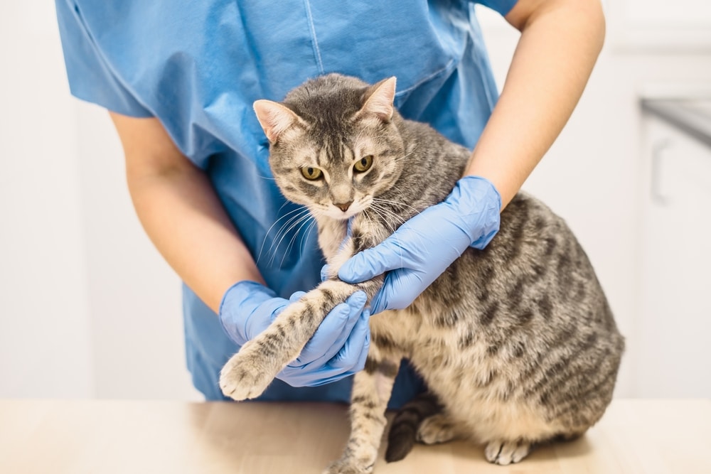A veterinarian wearing blue scrubs and gloves examines the front leg of a gray tabby cat on a table in a clinic.