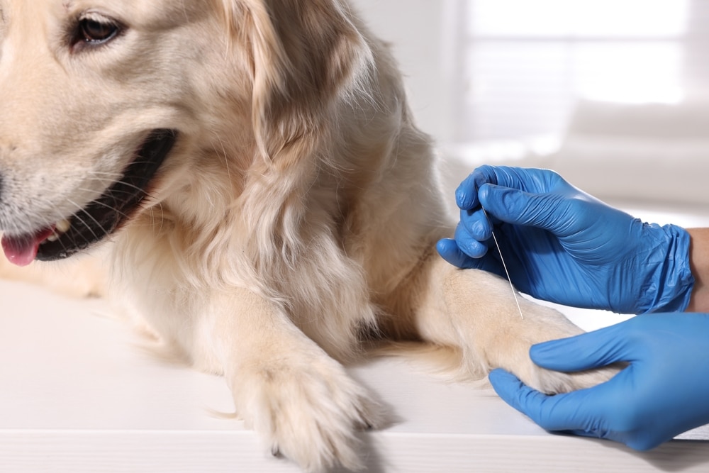 A person wearing blue gloves inserts an acupuncture needle into the front leg of a golden retriever lying on a table. The dog appears calm and relaxed during the treatment.
