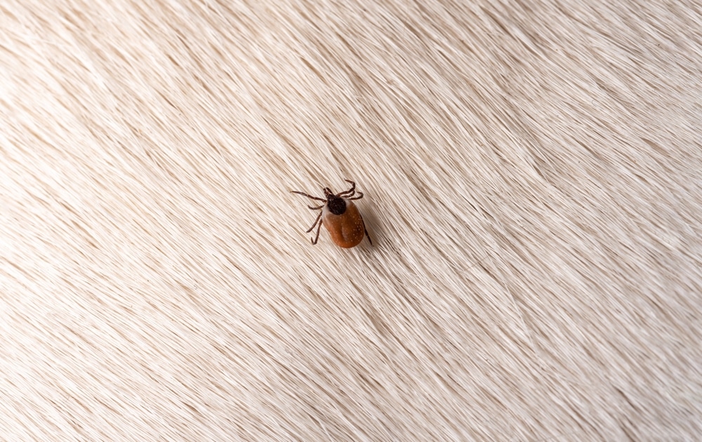 A brown tick is attached to light-colored animal fur, standing out against the soft, pale background.