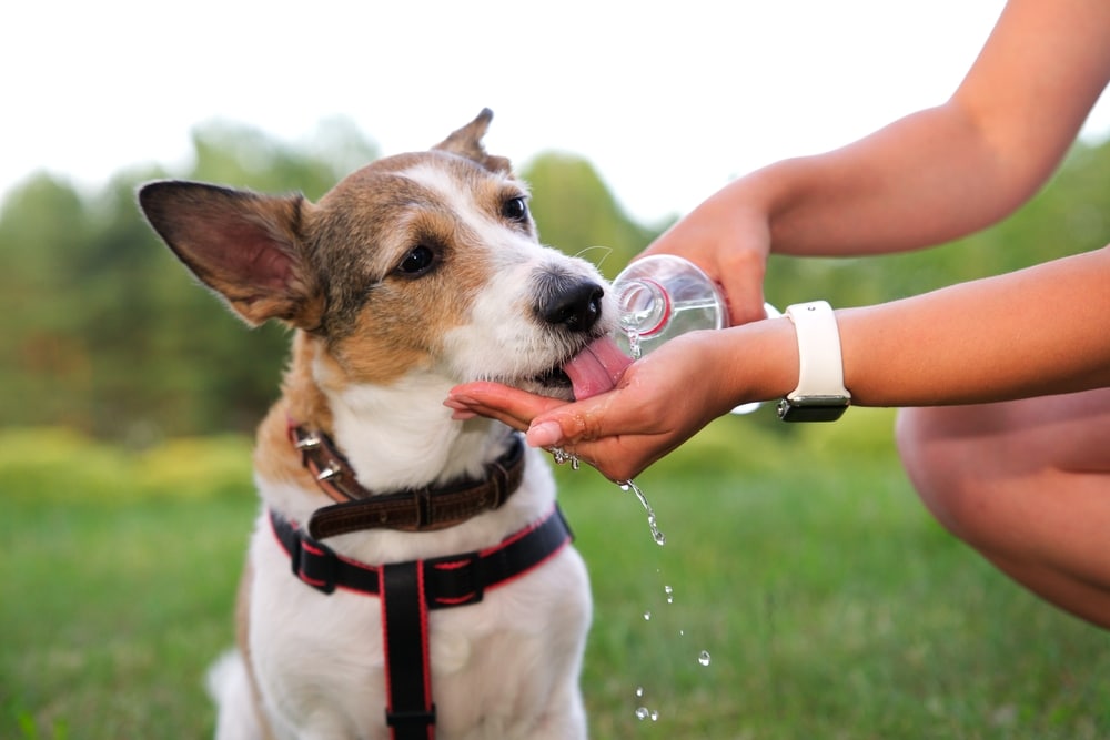 A brown and white dog wearing a harness drinks water from a person’s hand, who is pouring water from a bottle. They are outside on green grass with blurred trees in the background.