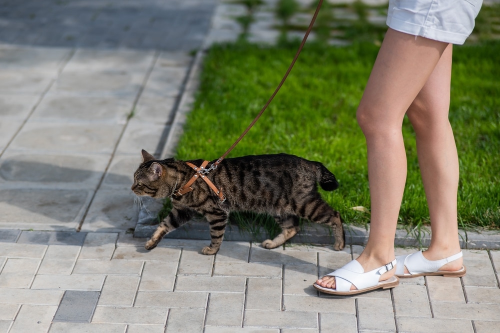 A person wearing white shorts and sandals is walking a tabby cat on a leash along a paved sidewalk next to a grassy area.