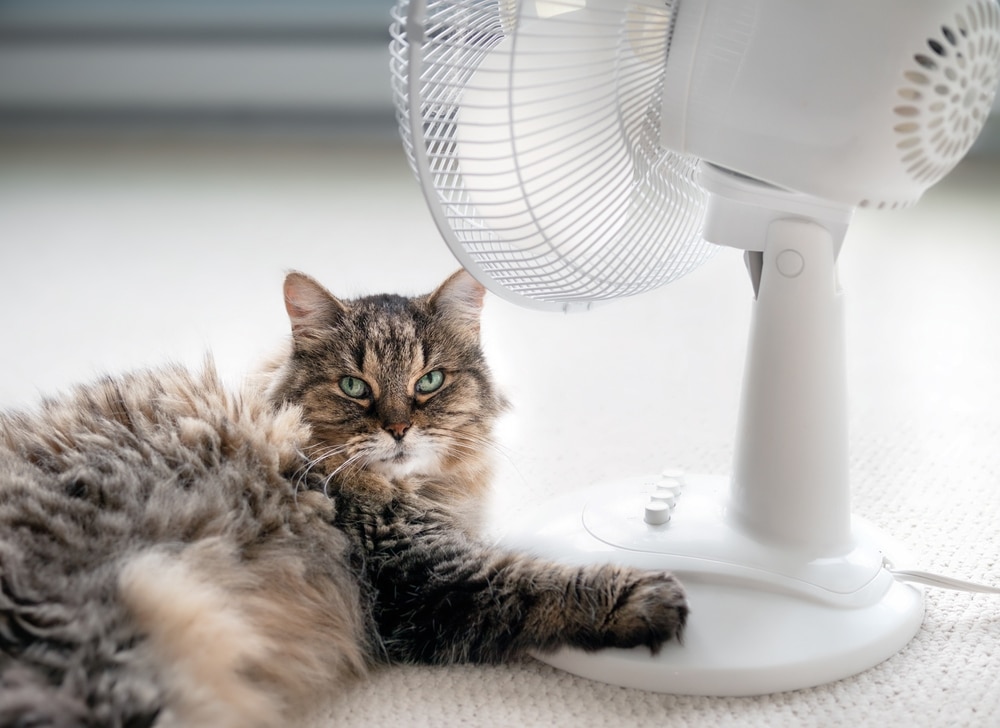 A fluffy brown tabby cat lies on the floor with its paw resting on a white electric fan, looking directly at the camera. The fan is turned on, facing the cat.